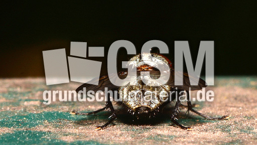 Graue Fleischfliege (10).jpg